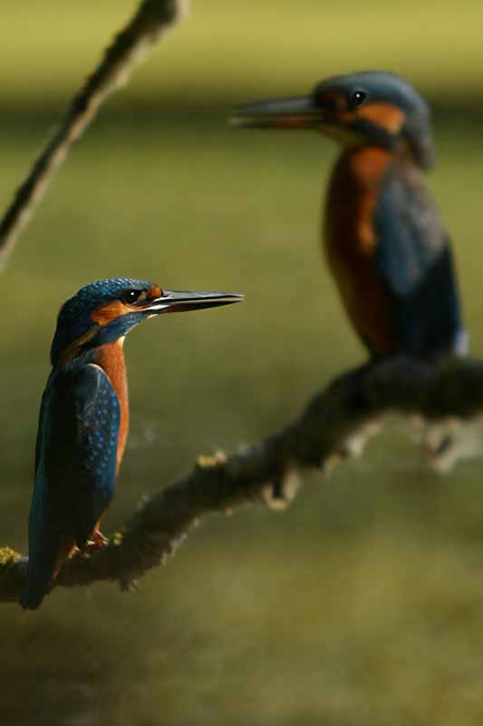 Martin pescatore -  Alcedo atthis